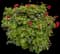 Zonal Geranium (Pelargonium zonale) — design image 1
