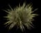New Zealand Flax (Phormium tenax) — design image 13