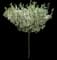 Lollizam Lollipop® Flowering Crabapple Tree — design image 4
