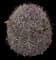 California Cactus Barrel — design image 1