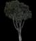 Weeping Fig Tree — design image 6