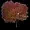 White Ash Tree — design image 3