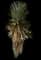 Trecul Yucca — design image 1