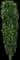 'Graham Blandy' Columnar Boxwood — design image 1