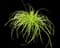 Japanese Forest Grass — design image 5
