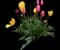 Garden Tulips — design image 1