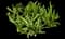 Yarrow — design image 5