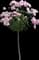 Bonica Rose — design image 2