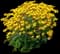 Black-Eyed Susan (Rudbeckie hirta) — design image 3