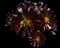 Tree Aeonium — design image 12