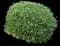 Boxwood Shrub — design image 1
