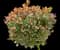 Indian Hawthorn (Rhaphiolepis indica) — design image 12