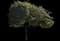 Norway Maple Tree — design image 1
