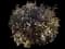 Ninebark (Physocarpus opulifolius) — design image 12