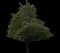 Norway Maple Tree — design image 9