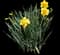 Wild Daffodil — design image 8