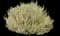 Spanish Lavender — design image 1
