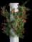 Rosa Altissimo — design image 4