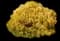 Chamaecyparis Paul's Gold® — design image 5