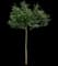Lollizam Lollipop® Flowering Crabapple Tree — design image 5