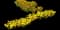 Wild Daffodil — design image 3