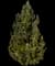 Columnar Mugo Pine — design image 1