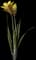 Dutch Crocus — design image 2