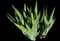 Bearded Iris — design image 7