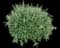 Woodland Sage — design image 8