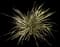 New Zealand Flax (Phormium tenax) — design image 2