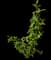 Autumn olive — design image 1