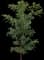 Hass Avocado Tree — design image 1