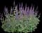 Caradonna Salvia — design image 1