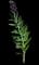 Persian fritillary — design image 12