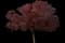 Flowering Plum Tree (Prunus cerasifera) — design image 14
