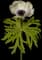 Poppy Anemone — design image 3
