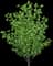 Grey Alder — design image 2