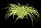 Japanese Forest Grass — design image 10