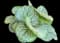 Heartleaf Brunnera — design image 7