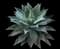 Fox Tail Agave — design image 10