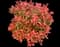 Chinese Photinia — design image 12