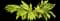 Shell Ginger — design image 2