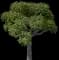 American Planetree — design image 2