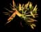 Fan Aloe Plant — design image 3