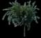 Honeylocust Tree — design image 5