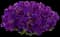 Petunia — design image 1