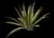Marginata Agave Plant — design image 5