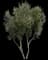 Olive Tree — design image 1