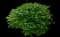 Burning Bush — design image 13