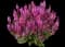 Woodland Sage — design image 14